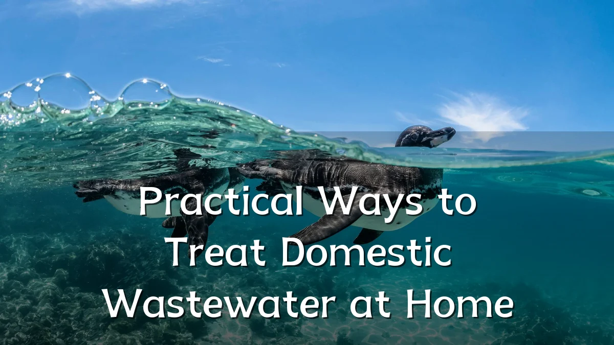 Practical Ways to Treat Domestic Wastewater at Home