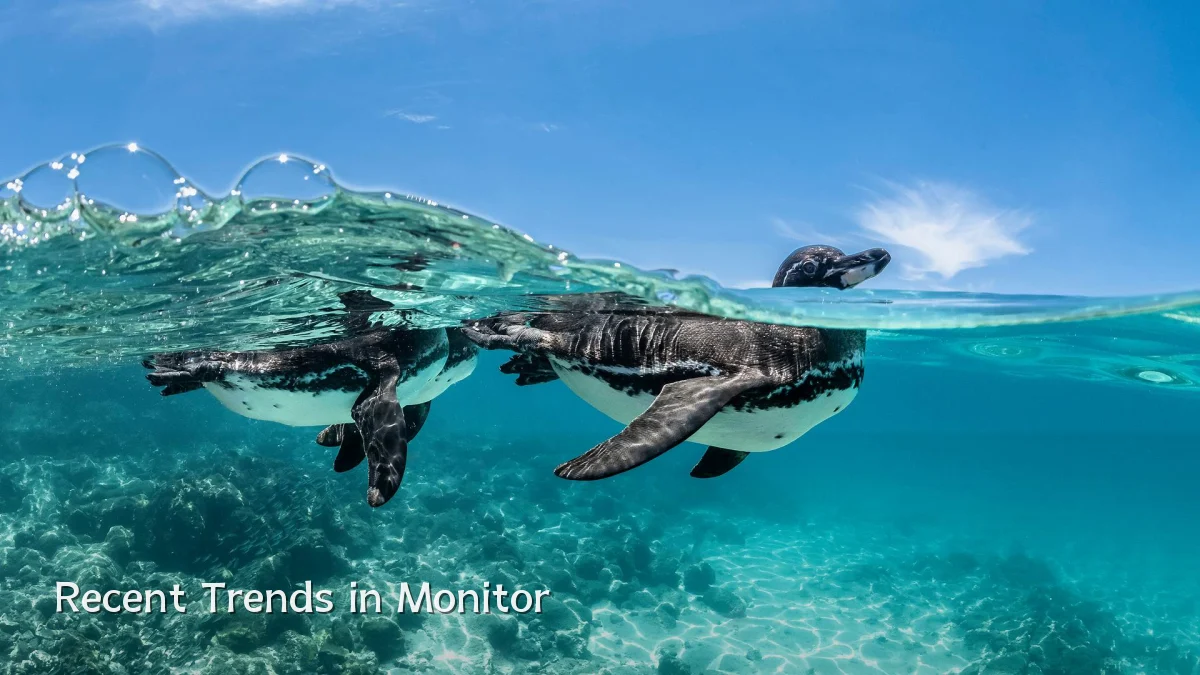 Recent Trends in Monitor